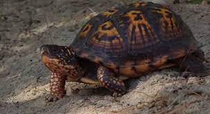 Eastern box turtles live at least 40 years due to their slow metabolisms, they reach maturity at around 4 years old. How Long Do Box Turtles Live Turtleowner Com