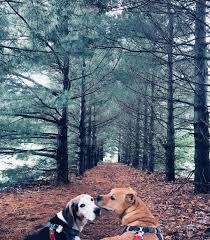 As A Reminder Dont Buy A Pet Rescue One Take It From Someone Who Know Treeing Walker Coonhound Walker Coonhound Dog Gifts