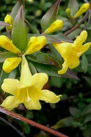 We did not find results for: Buy Taiga Clematis Vine Free Shipping 2 Gallon Size Plants For Sale Online From Wilson Bros Gardens