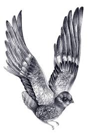 Birds That Start With The Letter V Letter V Is For Velta Typography Hand Drawn How To Draw Hands Typography Logo Inspiration