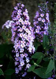 How To Care For Butterfly Bush Garden Shrubs Flowering Bushes Lavender Plant