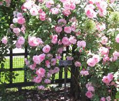 Nybg Rose Show 2015 Variety Hybrid Kordesii Rose John Davis Floral Wreath Floral Rose