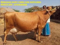 Hf Jersey Cows For Sale In Tamilnadu Kerala