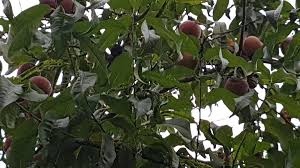 Jardin Astuce Pour Cueillir Des Fruits Situes En Haut De L Arbre Doc De Haguenau