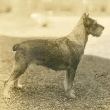 Standard Schnauzer Dog Breed Information