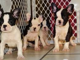 The search tool above returns a list of breeders located nearest to the. Not Puppyfind Craigslist Oodle Kijiji Hoobly Ebay Marketplace Atlanta Georgia Frenchton Youtube
