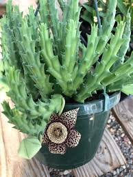 Image result for Orbea variegata