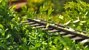 Unterschiedliche heckenarten werden zu unterschiedlichen zeiten geschnitten. Hecke Schneiden Wann Ist Es Erlaubt