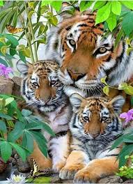 three tigers diamond painting in 2021 animals beautiful animals cute animals