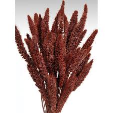 Image result for Setaria kagerensis