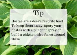 Deer out repellent works great for 3 months or even 4. Best Homemade And Commercial Deer Deterrents For Your Garden Dengarden