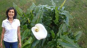 Maybe you would like to learn more about one of these? Dividing Calla Lily With Actual Results Youtube