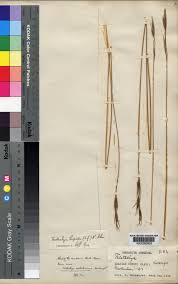 Image result for Tristachya lualabaensis