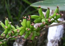 Image result for Polystachya hastata