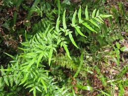 Image result for Cheilanthes viridis