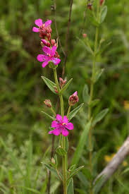 Image result for Heterotis canescens