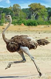 Bird With Big Eyes Name 10 Fascinating Ostrich Pictures Animals Africa Wildlife Ostriches