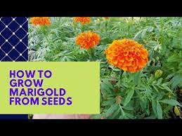 3 bunga marigold klasifikasi : Cara Semaian Dan Penjagaan Pokok Bunga Marigold Dari Biji Benih Bunga Tahi Ayam Targetes Erecta Youtube