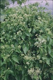 Image result for Mikania