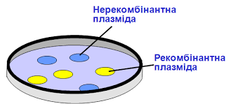 Рекомбінантні плазміди