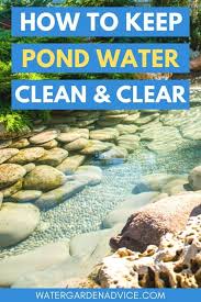 The aquatic animals like to feed on this minimal number of algae. How To Keep Pond Water Clear Water Garden Advice