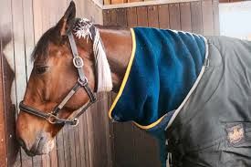 Die normale körpertemperatur eines pferdes liegt zwischen 37 und 38,2 grad. Herpes Beim Pferd Wenn Die Seuche Im Stall Ist