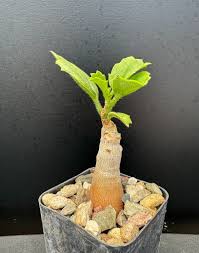 Image result for Cyphostemma quinatum