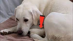 Notable people with the surname include: Dog Mom Gives Extra Love To Runt Puppy Youtube