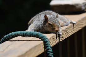 Image result for squirrel poop