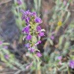 Image result for Hypoestes forskaolii