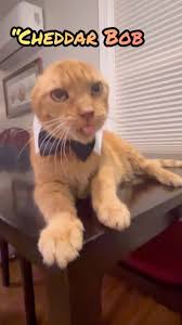 Cheddar Bob’s comment sections always make me laugh! You guys are so  hilarious and creative! Keep ‘em coming! ❤️ Don’t forget to sub scribe to  his channel for more exclusive content and some other ...