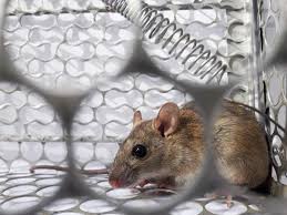 Hantaviruses are a family of viruses spread mainly by rodents and can cause varied disease syndromes in people worldwide. Hantavirus Why The New Hantavirus Should Not Be A Reason For Panic