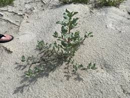 Image result for Olax pentandra