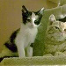Das gibt der katze ein gefühl der sicherheit und geborgenheit. Kitte Kotet In Die Wohnung