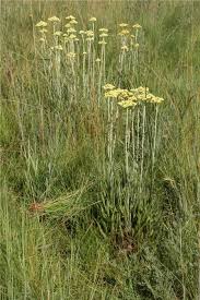 Image result for Helichrysum harveyanum