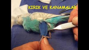 Muhabbet Kusunda Ayak Kirilmasi Ve Kanama Nasil Tedavi Edilir Youtube