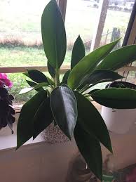 Philodendron Congo Green Philodendron Plants Indoor Plants