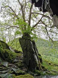 Maybe you would like to learn more about one of these? Found This Tree Growing On A Rock Castle Crag Lake District Cumbria Uk 9gag