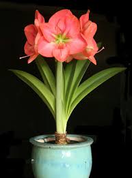Image result for Hippeastrum