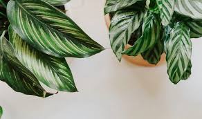 We did not find results for: Problems With Calathea Yellow Leaves Curling Drooping And More Houseplant Central