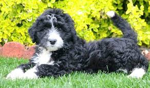 Bordoodle puppies for sale ohio. Special Bordoodle Puppy For Sale Keystone Puppies Bordoodle Puppies Dog Hybrid
