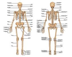 Below the lumbar spine is a bone called the sacrum, which makes up the back part of the pelvis. Uncategorized Page 2 Of 3 John The Bodyman