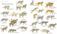 Wild Cats List - Types of wild cat species worldwide ...