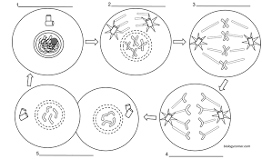 Mitosis of an animal cell coloring answers. Mitosis Coloring