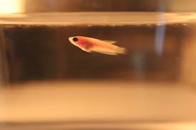 Female Betta Fish