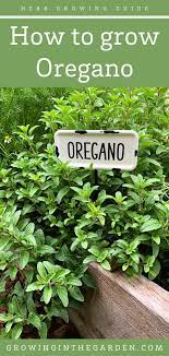 Kuinka Kasvattaa Oreganoa Vinkkeja Oreganon Kasvattamiseen Growing Oregano Oregano Plant Perennial Herbs