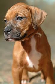 The pitbull mastiff mix is exactly what the name suggests, this is a hybrid dog between an american pitbull terrier and a mastiff. Pin On Animals