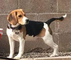 Cinnamon The Beagle 7 Months Amantes De Los Perros Mascotas Perros