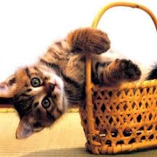 Twitter | Kittens cutest, Cute cats, Pics of cute cats