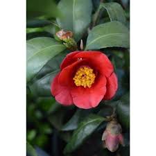 Camellia Japonica Korean Fire Korean Fire Japanese Camellia Camellia Flower Garden Flowers